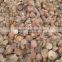 coconut shell