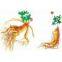 Ginseng Extract
