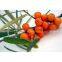 FDA Certified Organic Seabuckthorn Seed Oil Hippophae rhamnoides Linn 19 Years Manufacturer China