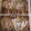 dried seafood whole squid