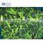 Sinocharm New Season BRC A Approved 30-50mm IQF Cut Spinach Frozen Spinach