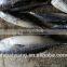 Auxis tapeionsoma bonito with frozen size 750 - 3000g