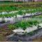 PE Agricultural mulch film with micros holes