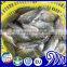 Farmed high-quality tilapia