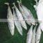 Sea Frozen Fresh Spanish Mackerel For Sale
