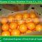 Chinese fresh citrus of honey baby mandarin list of yellow fruits