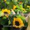 Nursery direct Fresh cut Sunflower
