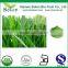 Natural Barley Wheatgrass juice extract/Barley wheatgrass powder/barley wheatgrass extract