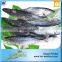 Export Best Price And High Quality Sarda Frozen Fish