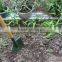 comfortble agriculture farming wooden handle garden mini Hand Snow Shovel/non sparking brass shovel