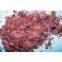 Yohimbine P.E. 98% Yohimbines HCL