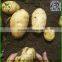 Potato seeds / Holland potato seeds