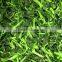 Frozen BQF Spinach Cut