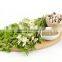 Premier Quality Moringa Seed powder Bulk Producers