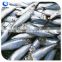 Frozen Seafood Sardine Fish best selling products