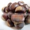 2016 raw Organic fresh chestnuts