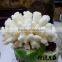Snowy White Corals Trees Big Coral Insect Fossils Mushroom Corals