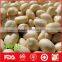 Red skin peanut kernels/Blanched peanut for sale
