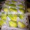 Fresh Guava for exporting Best- selling