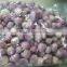 Small Package Peeled Shallot for export
