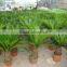 Small Cycas Revoluta