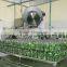 Pickled cucumbers in jar from Vietnam, 100% high-quality by HAGIMEX