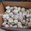 5.0cm Fresh White Garlic at cheap price