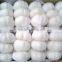 China Pure White Garlic pack in 10kg/mesh bag loosely