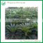 Cycas Revoluta with Leaves for sale