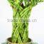 LUCKY BAMBOO Braided (dragon Shape )
