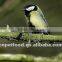 Protein Dried Mealworm For Sale