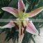 Newest Fresh Cut Flowers Fragrant Lily Flowers for Banquet Decoration or Wedding Decoration