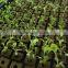 Oasis Floral foam &Seedling Bed Sponge for Plant