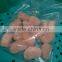 Frozen seafood and Fresh scallop shell atrina pectinata