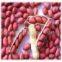 Red skin peanut kernels