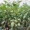 Hybrid Long Eggplant Seeds Mid-early Maturity Green Sepal Vegetable Seeds No.85