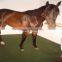 Horse stall rubber flooring mat with EN1177                        
                                                Quality Choice
