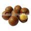 Wholesale for macca root/Macca Nuts Macadamia Nut Raw Organic/Dried macca nut from Vietnam