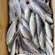 Mackerel, Pacific Mackerel, 100-200gles Chinois De La Mer Prix De Poisson Congel