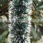 SD213 Christmas decoration color top ribbon garland Christmas tree ornaments