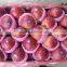 UN-BAGGED QINGUAN APPLE