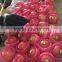 shaanxi fuji apple