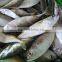 Large quatity Frozen Indian Mackerel whole round is coming