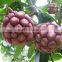 High Quality Wild Fruit Seeds Kadsura Coccinea Seeds For Growing