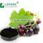 Black Currant Fruit Powder Extract/Black Currant Extract with anthocyanidins 25%