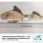 Dried Flatfish fillet/dried souhachi flounder