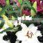 Wholesale Price Fresh Cut Flower Fresh Cut Lily Flower Export to All Over the World