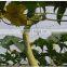 HDPE Anti Bird Netting