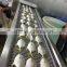 tropical fish exporters Gold pomfret