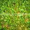 good price automatic  barley sprout machine soybean sprout growing machine